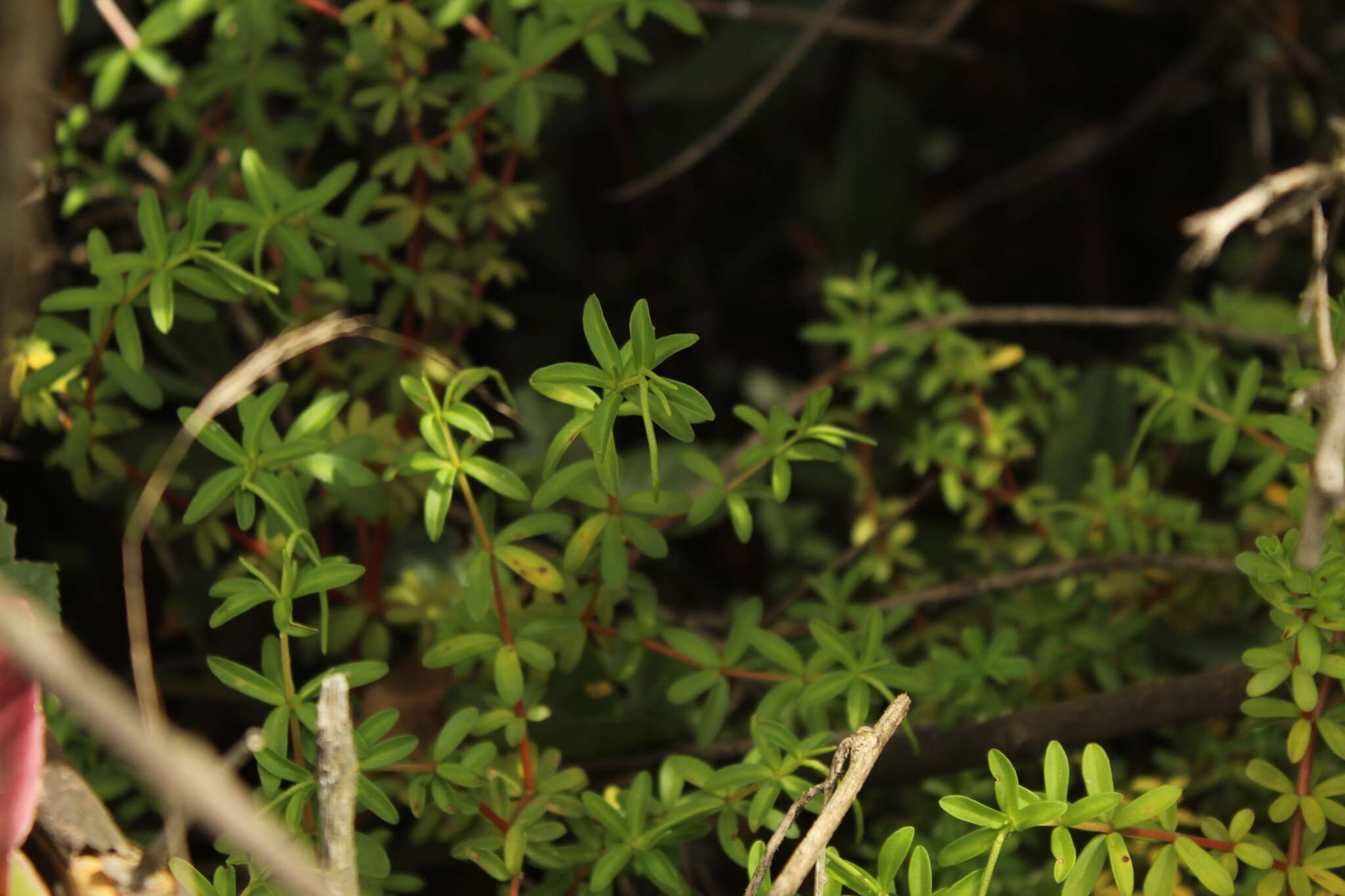 Image of Peperomia ilaloensis Sodiro