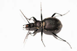 Image of Cychrus caraboides (Linnaeus 1758)