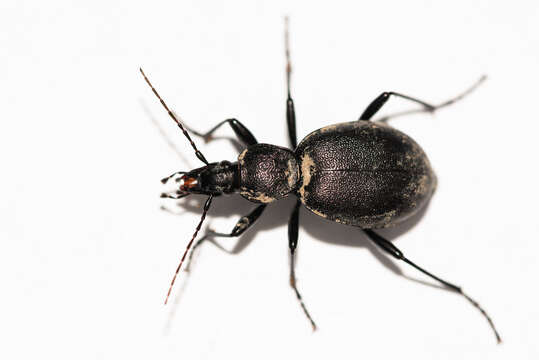 Image of Cychrus caraboides (Linnaeus 1758)