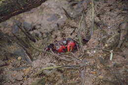 Imagem de Neosarmatium smithi (H. Milne Edwards 1853)