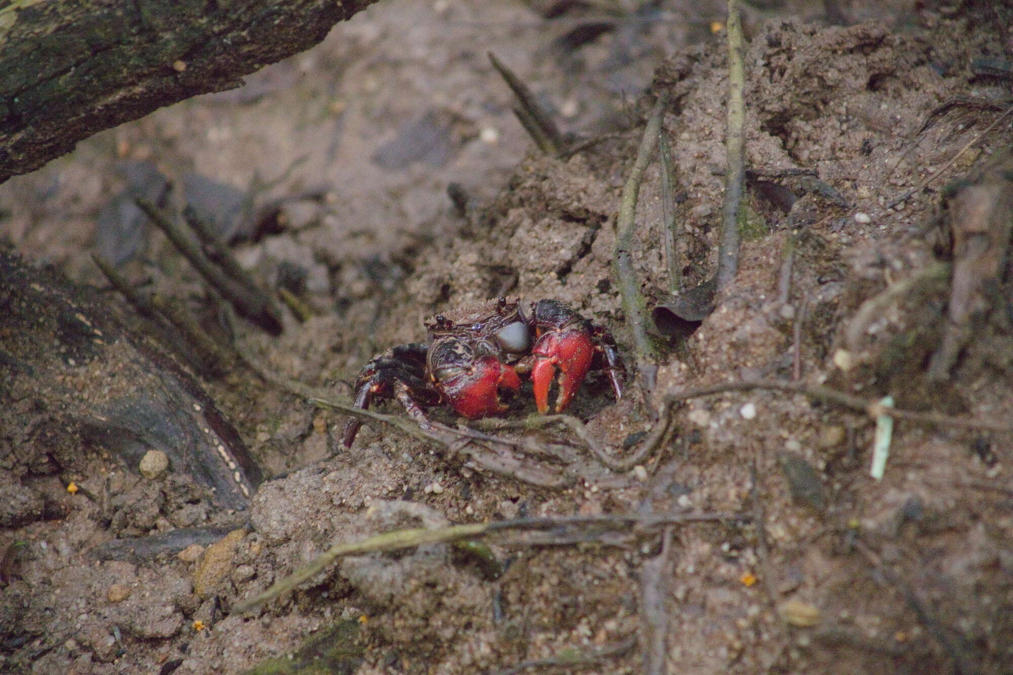 Imagem de Neosarmatium smithi (H. Milne Edwards 1853)