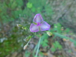 Image of Gibasis venustula (Kunth) D. R. Hunt