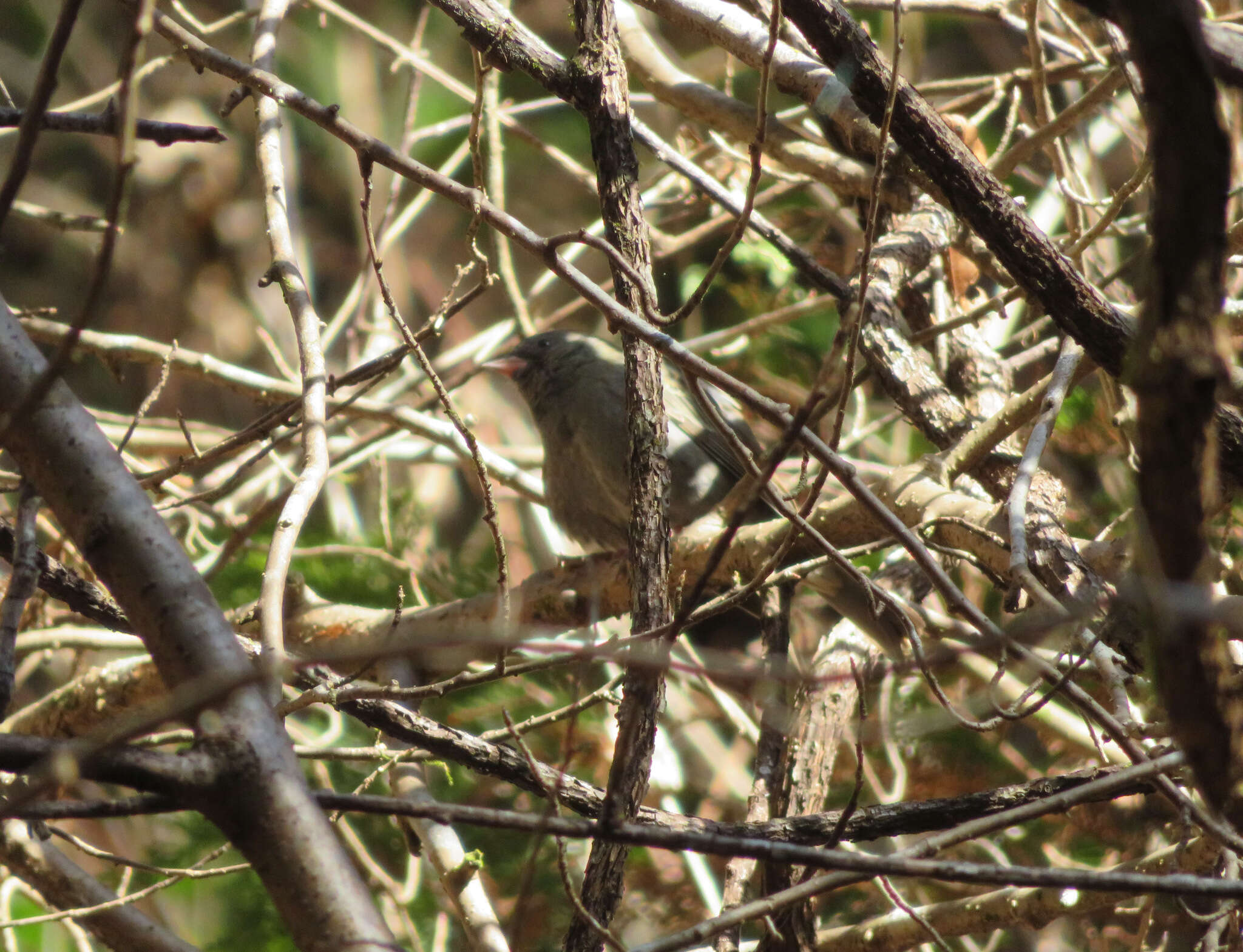 Image of Gray Bunting