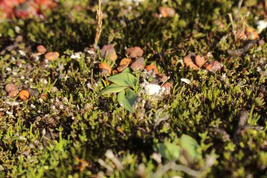 Image of Elbow orchids