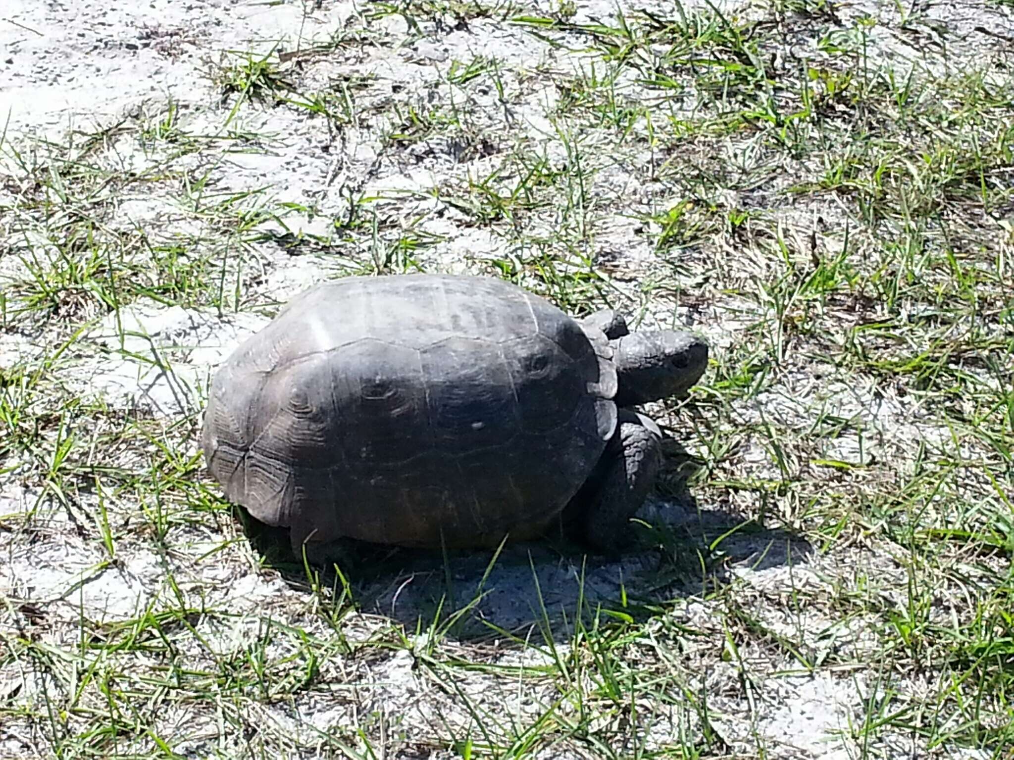 Image of (Florida) Gopher Tortoise