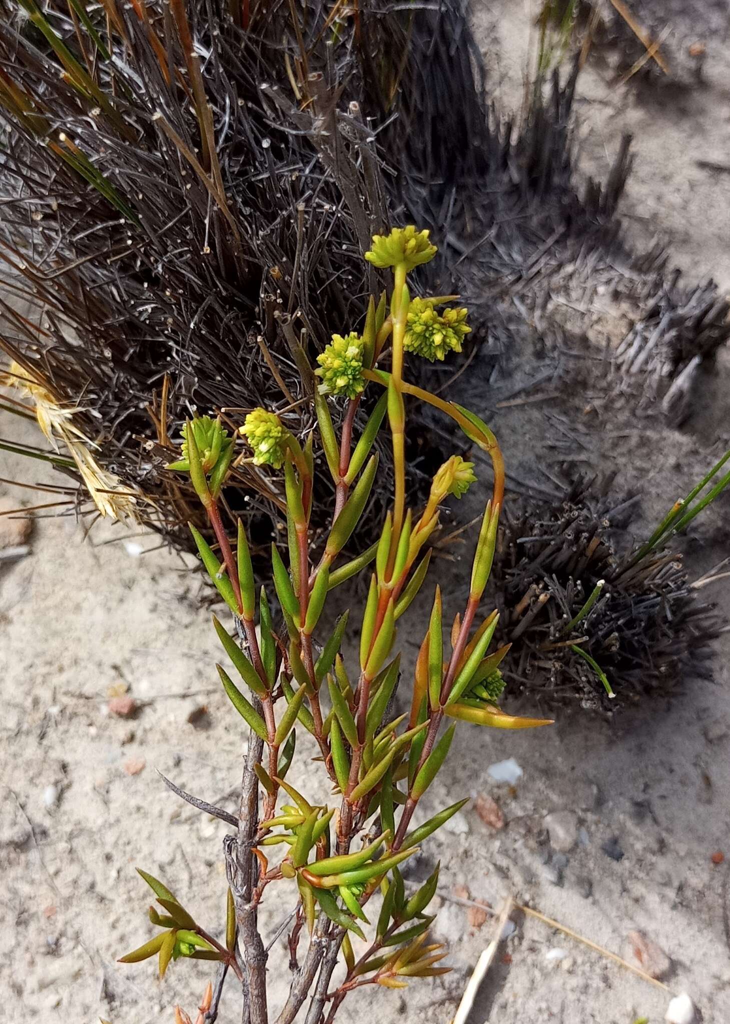 Image of Crassula subulata L.