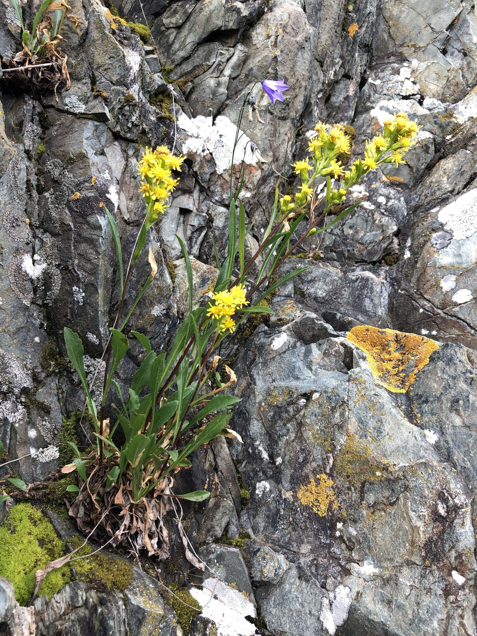 Image of Solidago simplex var. ontarioensis (Ringius) G. S. Ringius