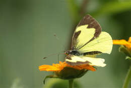 Image of Leptophobia eleone (Doubleday 1847)