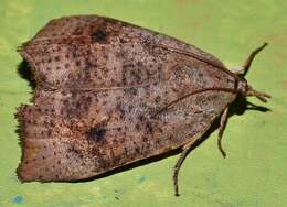 Image of Hyblaea ibidias Turner 1902