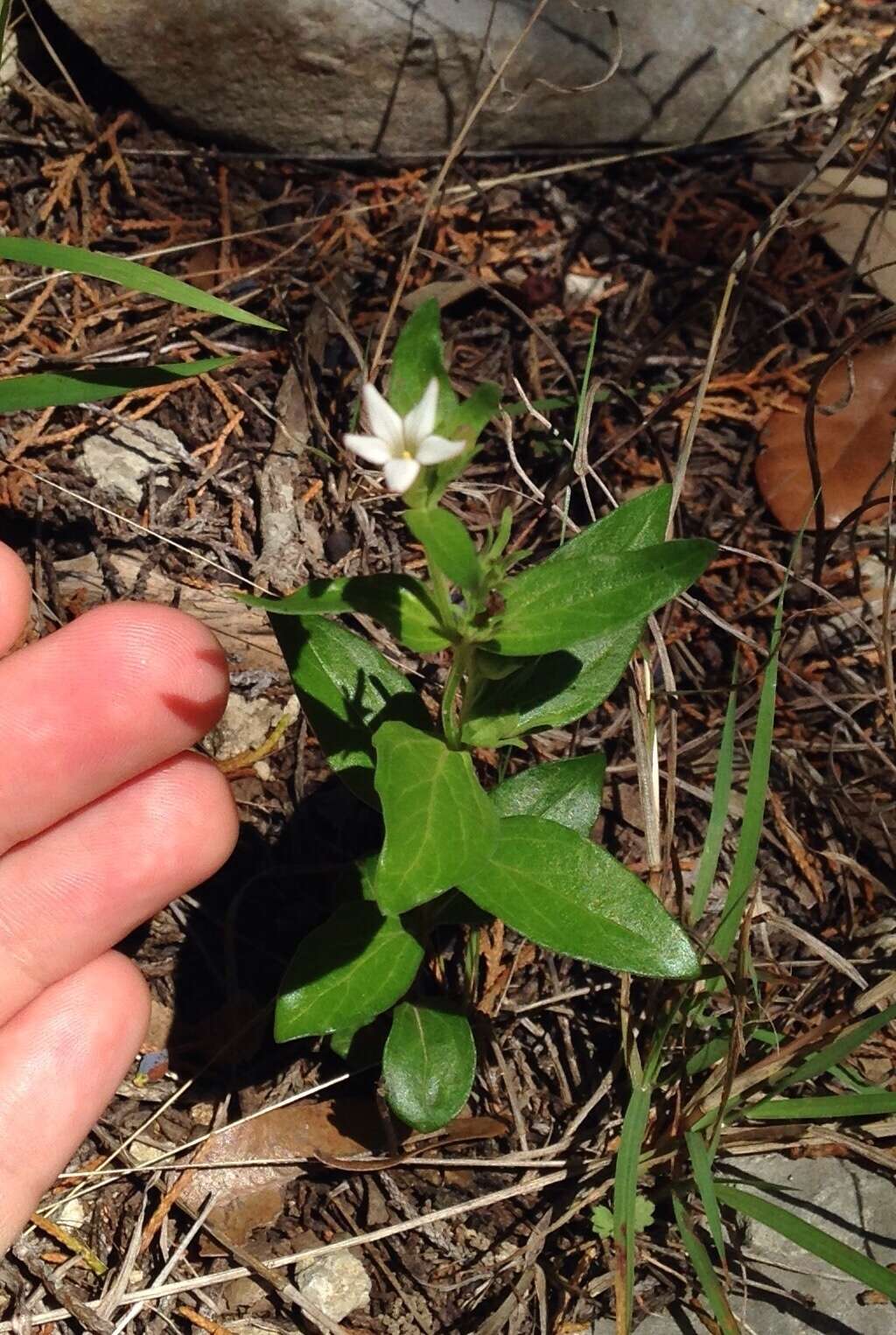 Imagem de Spigelia hedyotidea A. DC.