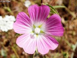 Imagem de Malva punctata (All.) Alef.