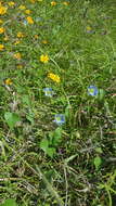 Image of heartleaf morning-glory