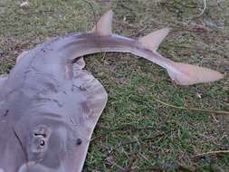 Image of Common Shovelnose Ray
