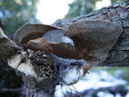 Image of Daedaleopsis nitida (Durieu & Mont.) Zmitr. & Malysheva 2013