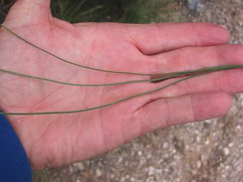 Image of ponderosa pine