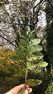 Image of Caucasian Wingnut