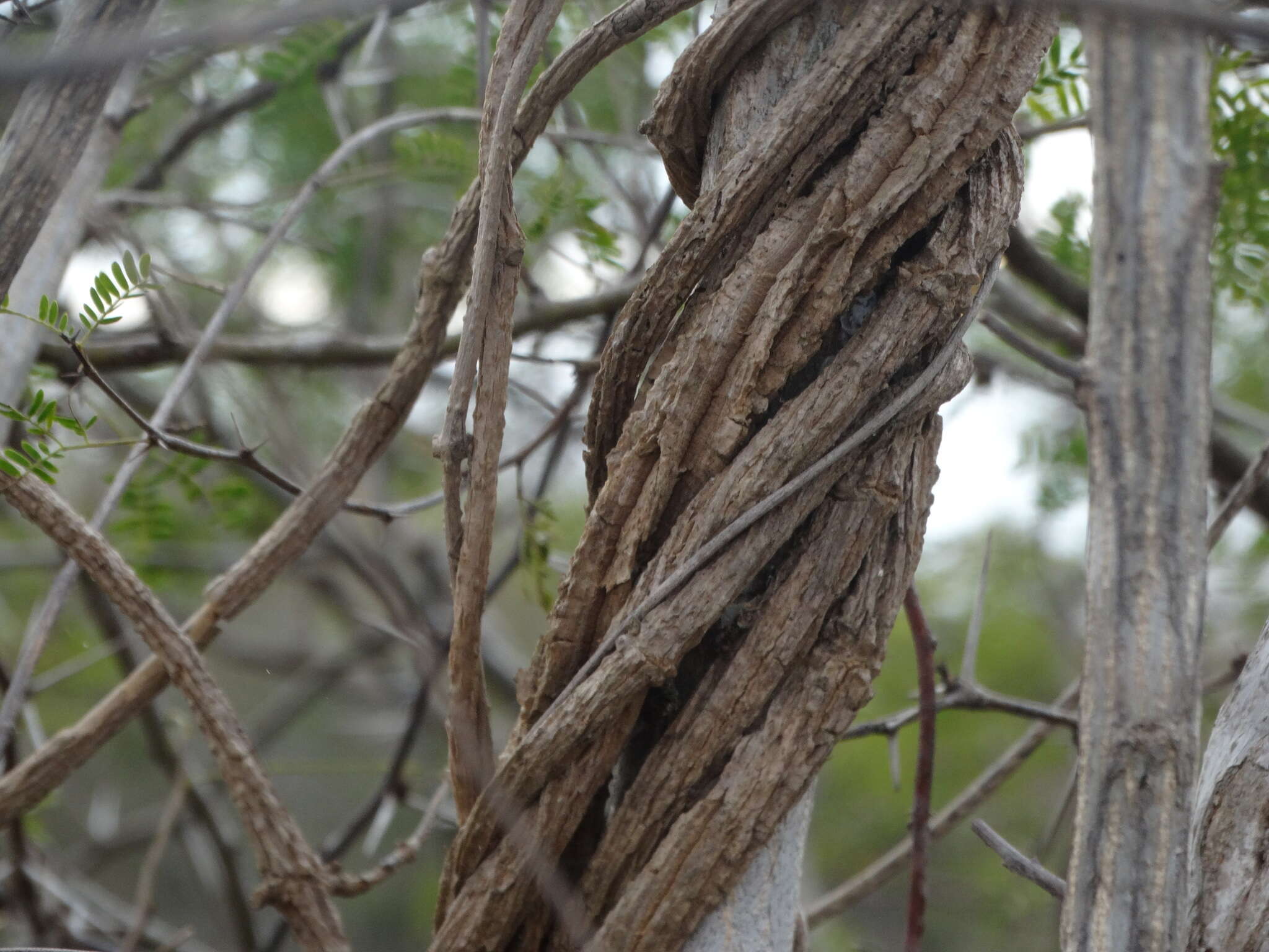 Image of Marsdenia edulis S. Wats.