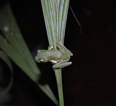 Image de Rhacophorus edentulus Müller 1894