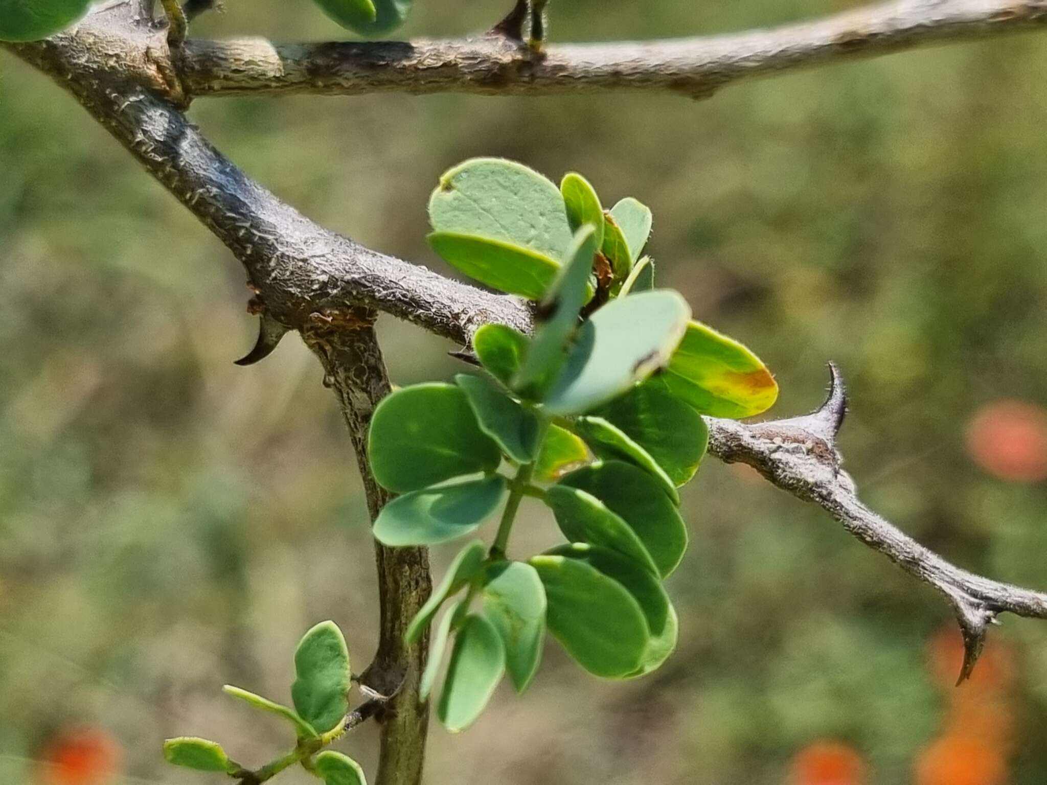 Sivun Senegalia mellifera (Vahl) Seigler & Ebinger kuva
