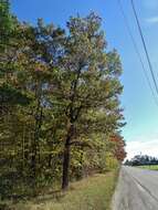 Quercus ellipsoidalis E. J. Hill resmi