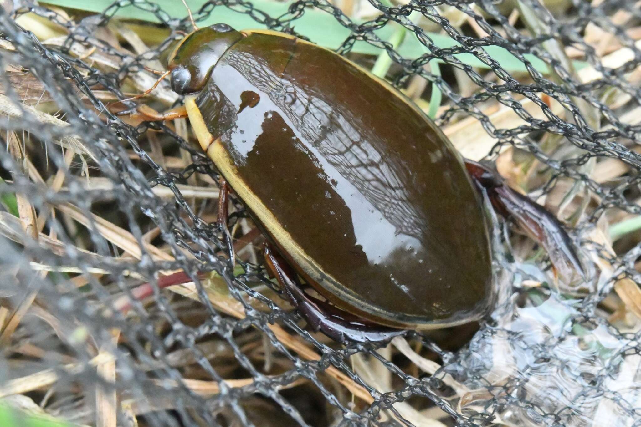 Plancia ëd Cybister (Cybister) chinensis Motschulsky 1854