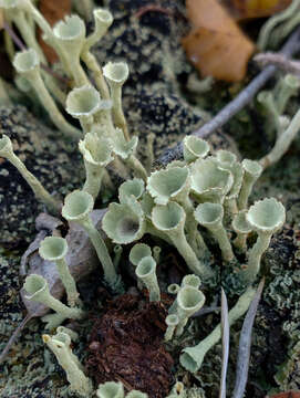 Image of deformed cup lichen