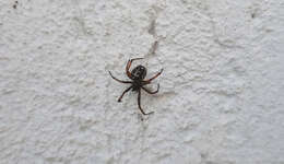 Steatoda diamantina Levi 1962的圖片