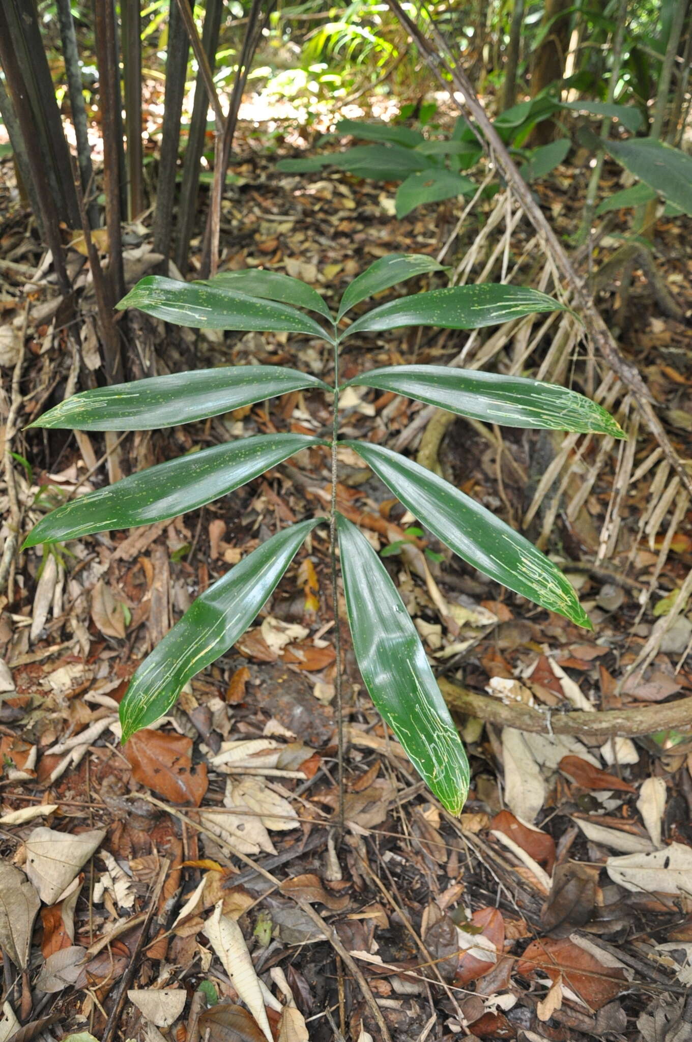 Image of Zamia cunaria Dressler & D. W. Stev.