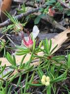 Image of Darwinia grandiflora (Benth.) R. Baker & H. G. Smith