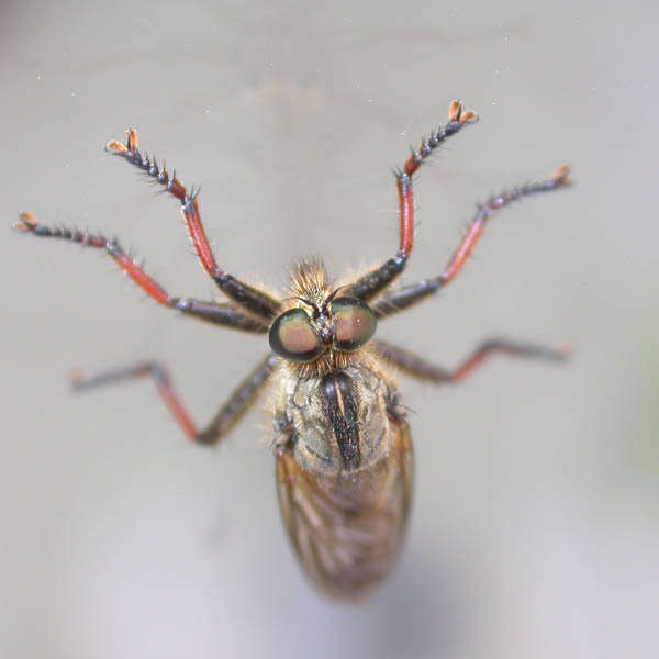 Image of <i>Antipalus varipes</i>