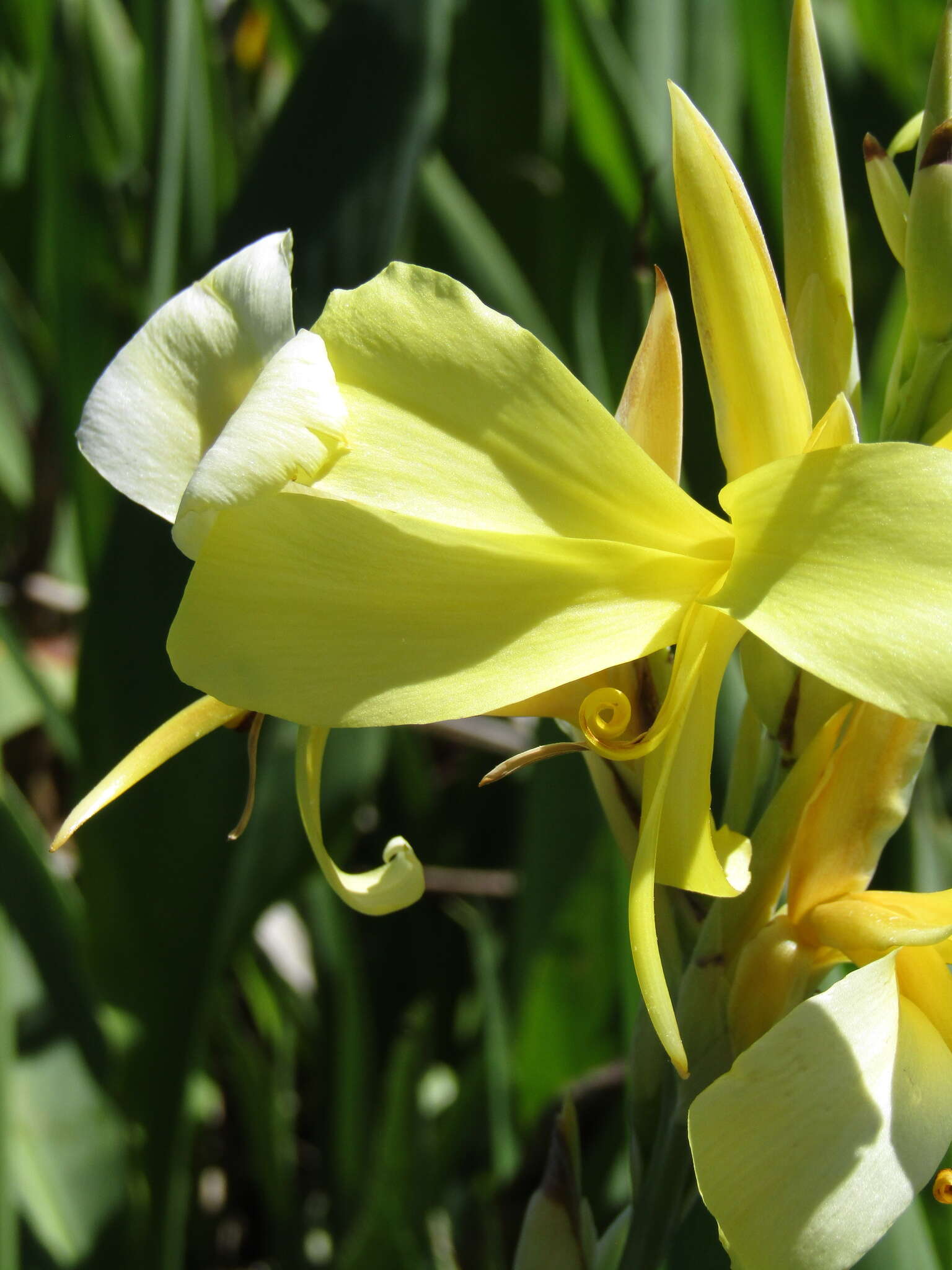 Imagem de Canna glauca L.