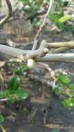 Image of Black-mouth mangrove periwinkle