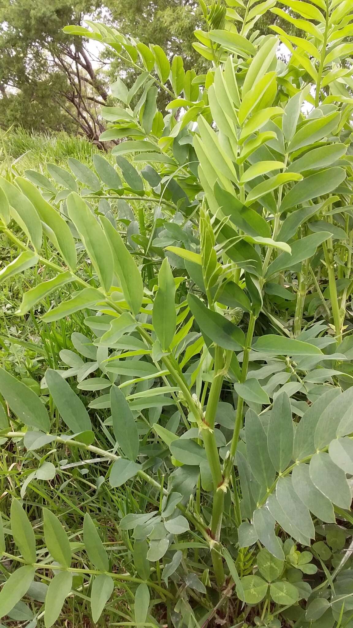 Image of Goat's rue