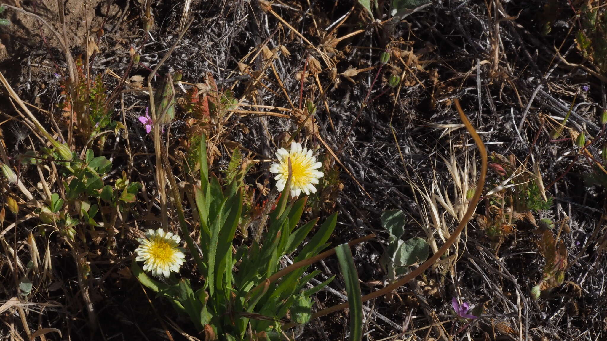 Imagem de Agoseris heterophylla var. heterophylla