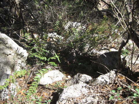 Image of Alabama lipfern