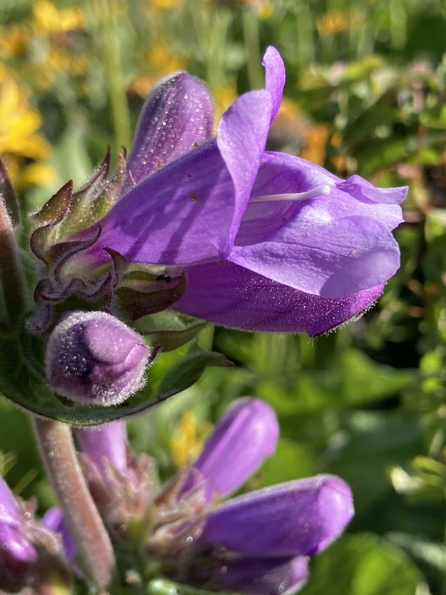 Image of stickystem penstemon