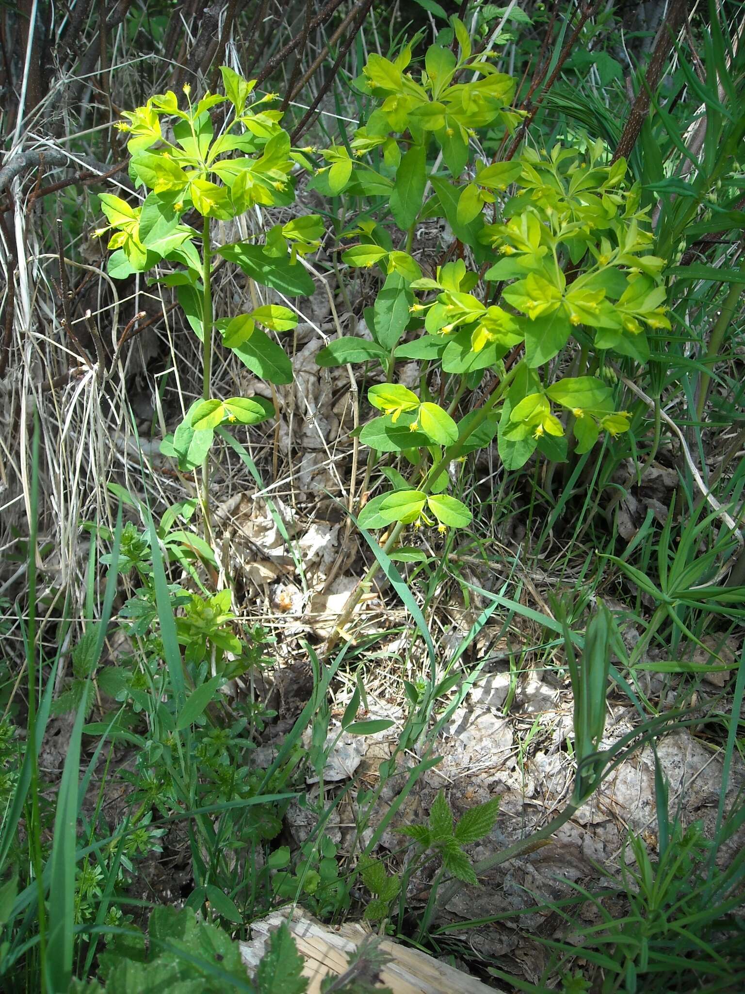 Image of Euphorbia carniolica Jacq.