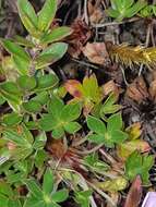 Image of Geranium sibbaldioides subsp. sibbaldioides Benth.