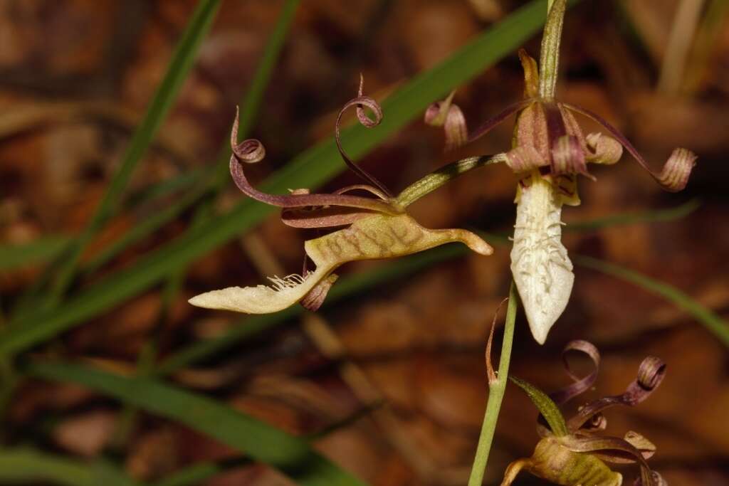 Image of Eulophia venulosa Rchb. fil.