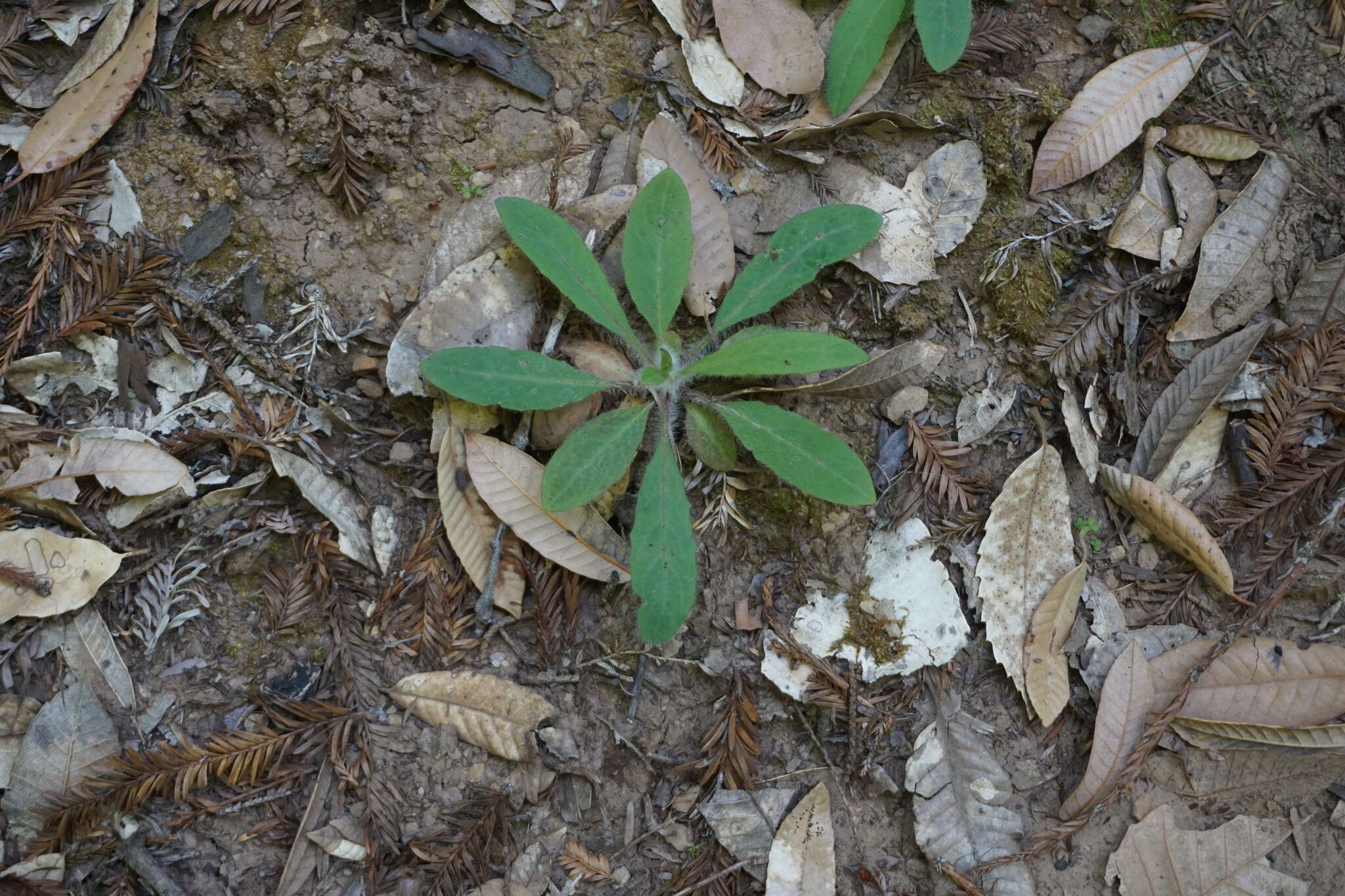 Image of white hawkweed