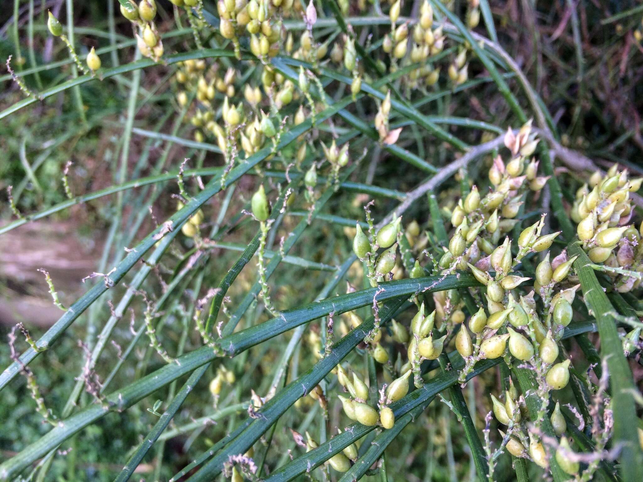 Image of Carmichaelia odorata Hook.