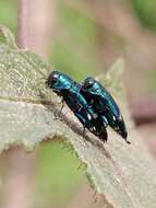 Agrilus acutus (Thunberg 1787) resmi