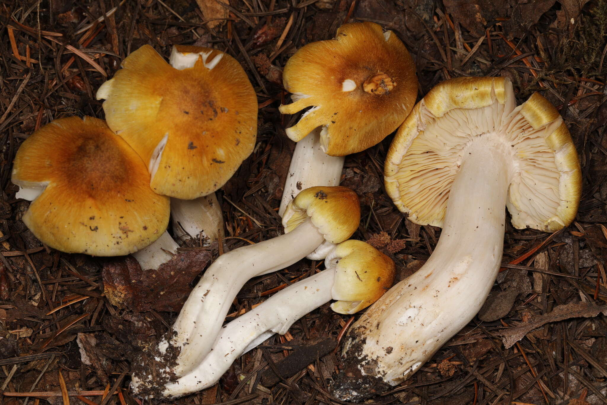 Image of Tricholoma arvernense Bon 1976