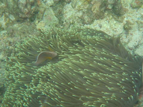 Image of Clown fish