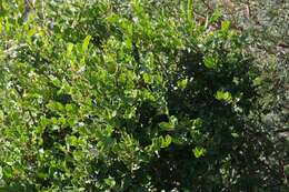 Image of Diospyros scabrida (Harv. ex Hiern) De Winter