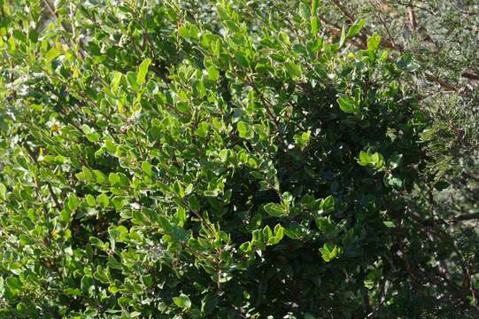 Image of Diospyros scabrida (Harv. ex Hiern) De Winter