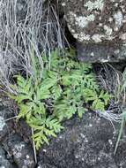 Image of triangleleaf lipfern