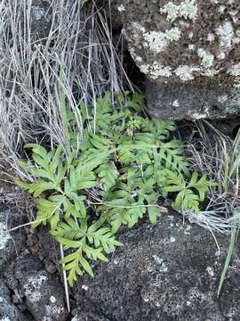 Sivun Doryopteris decipiens (Hook.) J. Sm. kuva