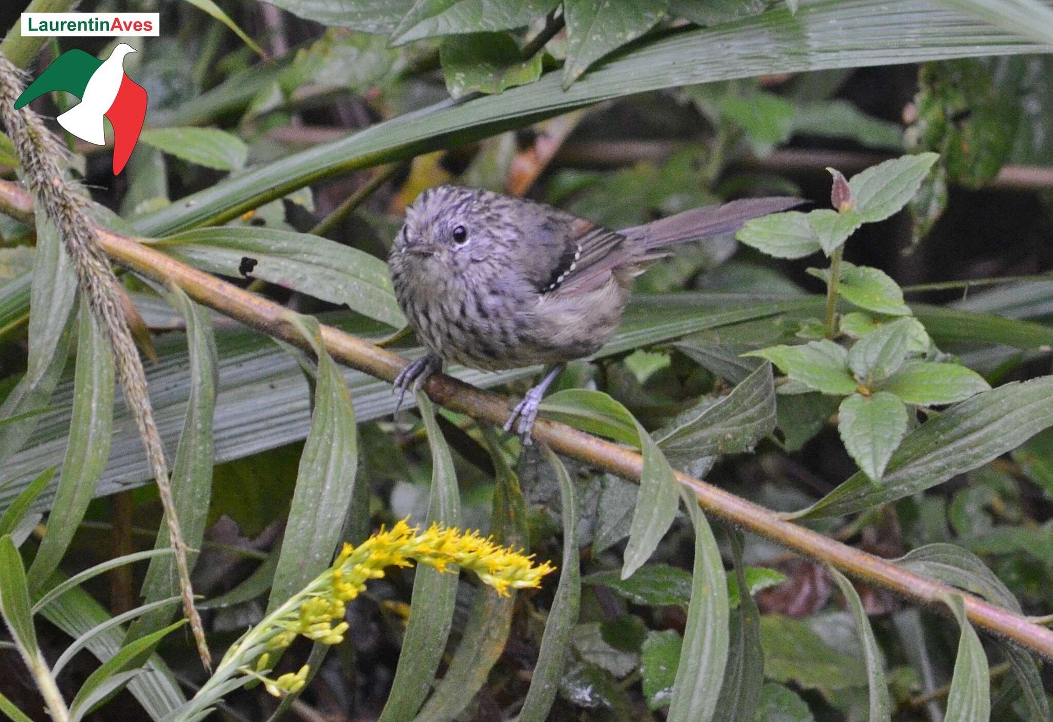 Image of Dusky-tailed Antbird