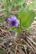 Слика од Viola langsdorfii subsp. sachalinensis W. Becker